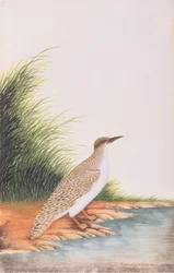Rybák, z Kresby ptáků z Malacca, kolem 1805-18 (wc na papíře)